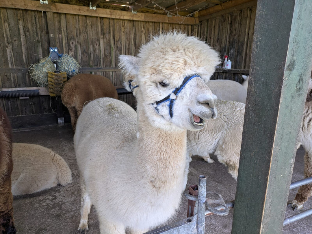 Larch Green Alpacas-格拉斯哥必去景点