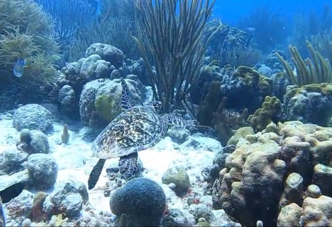 Reef Divers Bonaire-Belnem必去景点