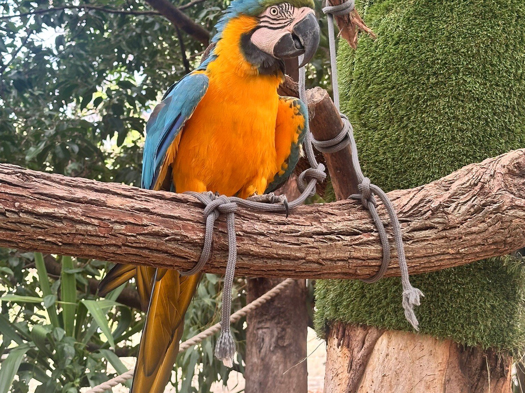 Billabong Sanctuary-汤斯维尔必去景点