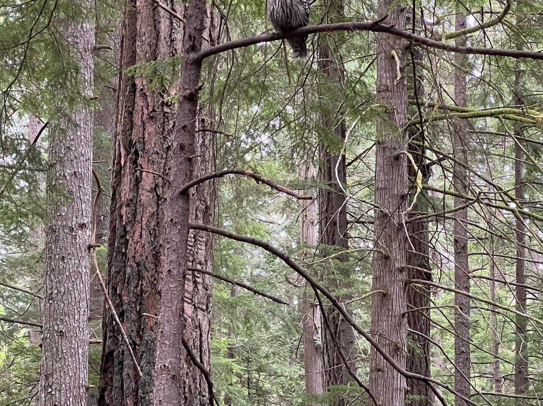 Kitsap Forest Theater景点图片