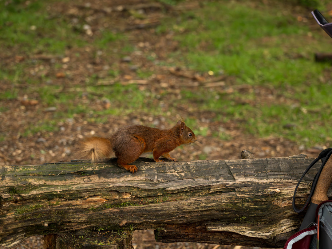 Snaizeholme Red Squirrel Trail-约克郡河谷国家公园必去景点