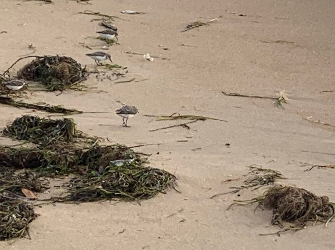弗吉尼亚海滩-弗吉尼亚海滩必去景点