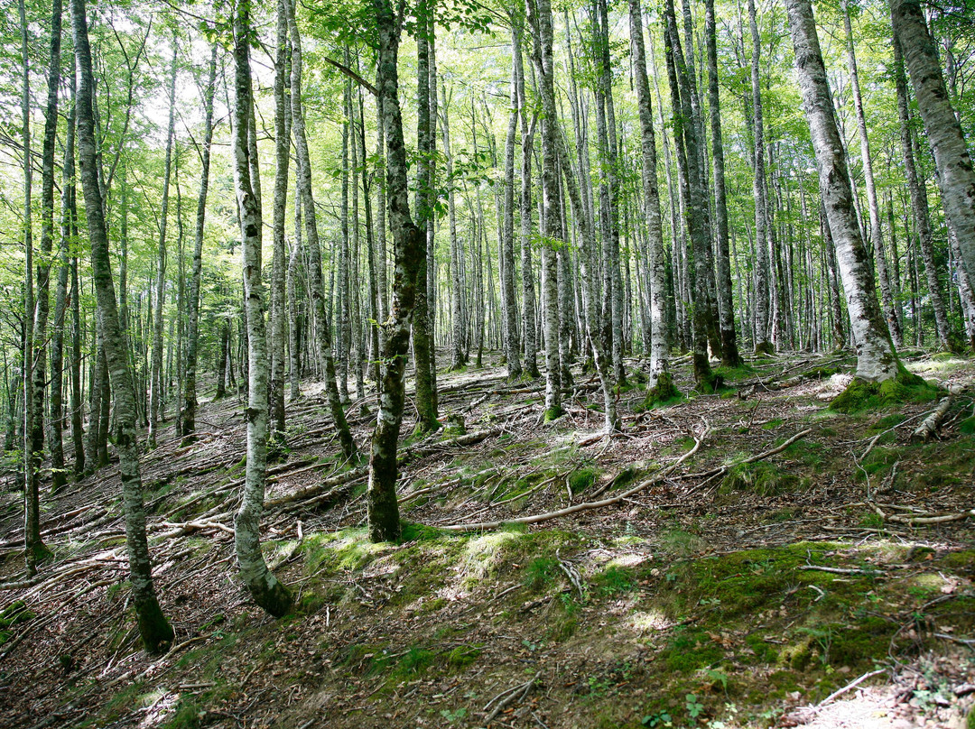 Selva de Irati-纳瓦拉必去景点