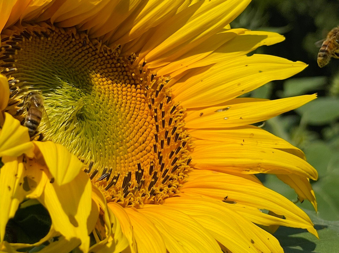 The Great Pumpkin Patch-Arthur必去景点