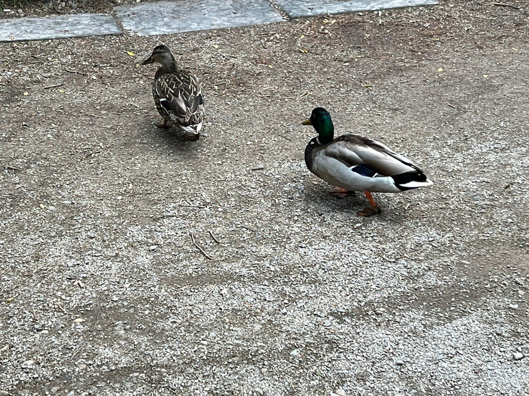Kariya Park-米西索加必去景点