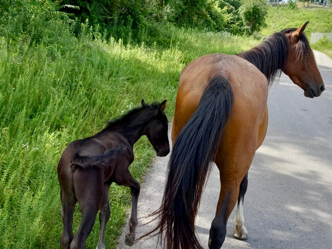 Appalachian Horse Project-Jackson必去景点