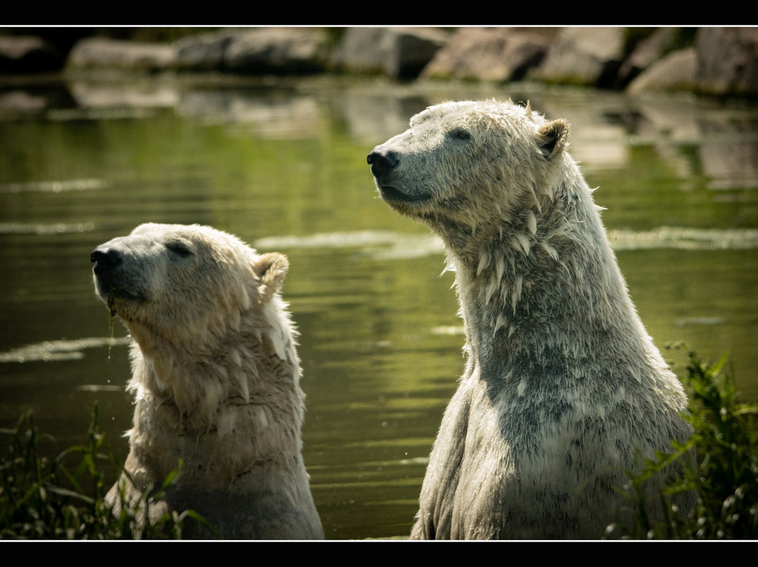 Parc Zoo du Reynou-Le Vigen必去景点
