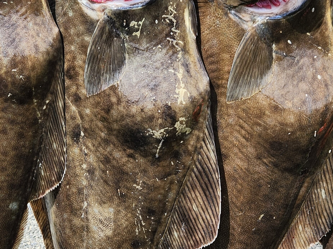 Reel 'Em Inn - Cook Inlet Charters-尼尔奇克必去景点