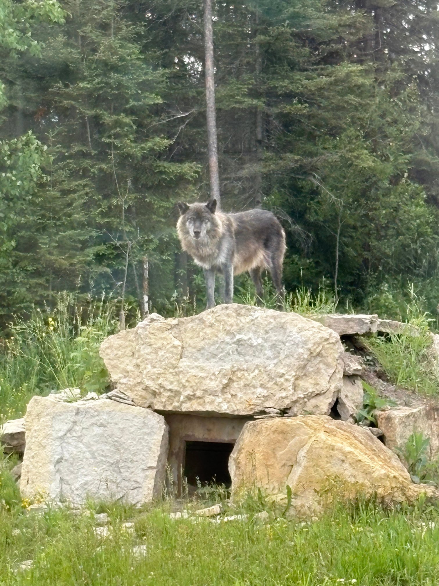 Cedar Meadows Resort & Spa, Ascend Hotel Collection-酒店景观