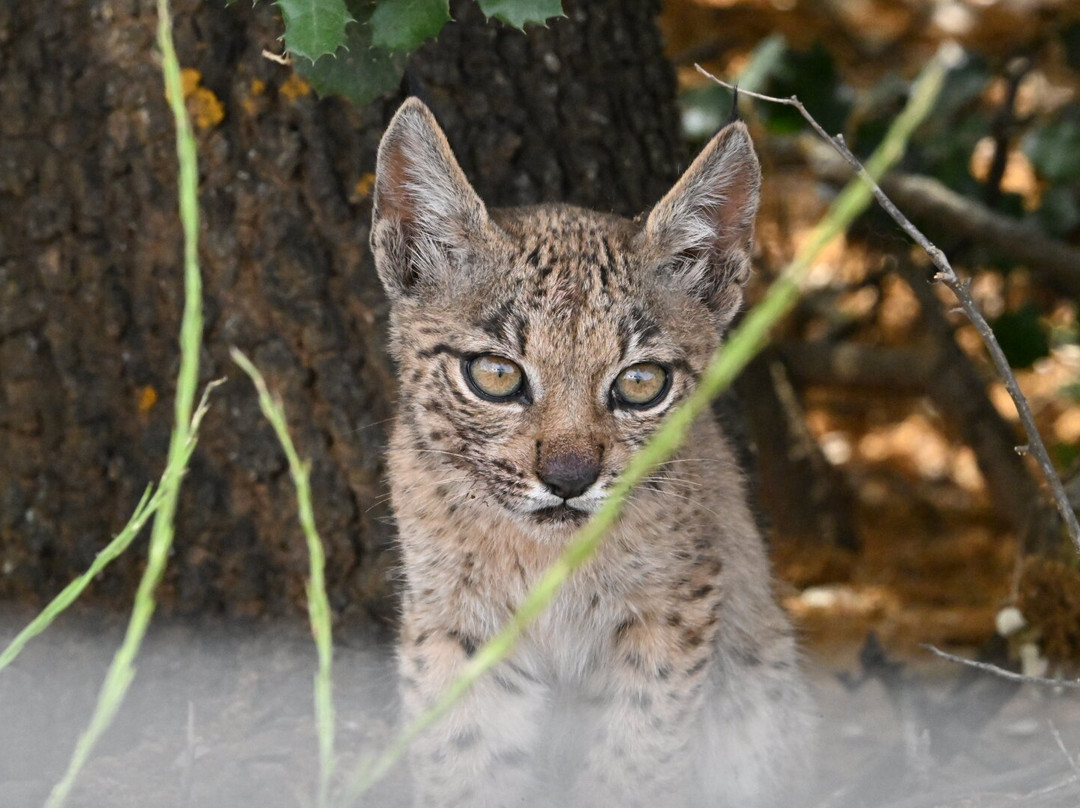 Lyncis Ecoturismo Y Medioambiente
