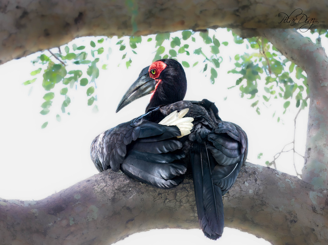 Bafazi Safari and Tours-雾观必去景点