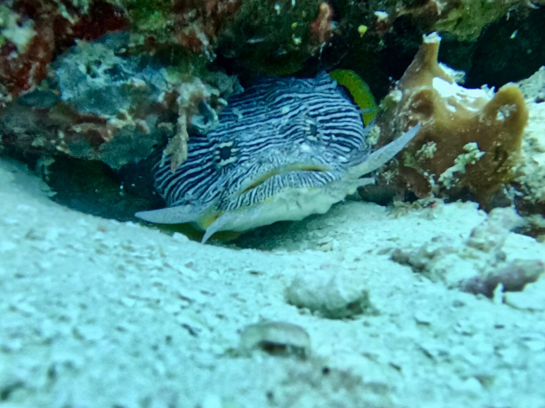 Dive With M.E. Cozumel-San Miguel de Cozumel必去景点