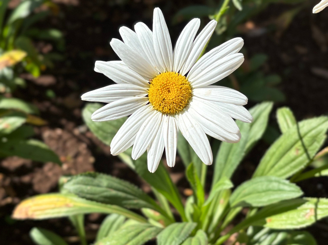 Museu Casa de Portinari-Brodowski必去景点