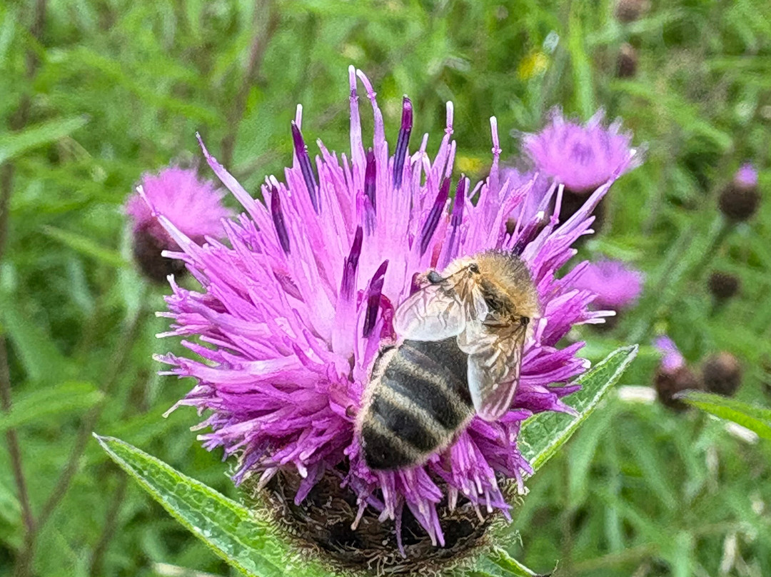 Brigit's Garden & Café-Rosscahill必去景点