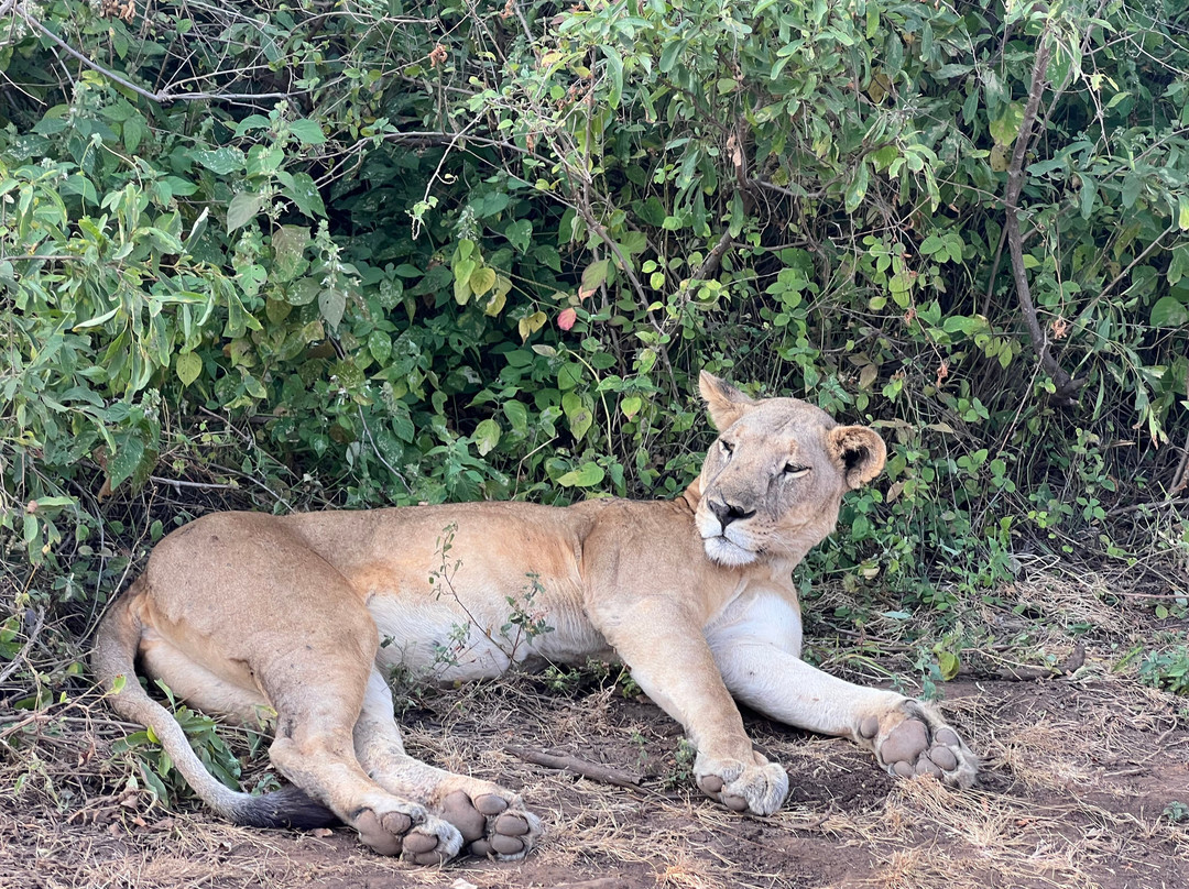 EXG Safaris LLC-California City必去景点