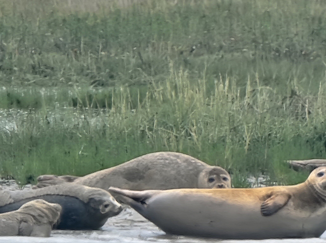 Discovery Seal Trips-Rochford必去景点