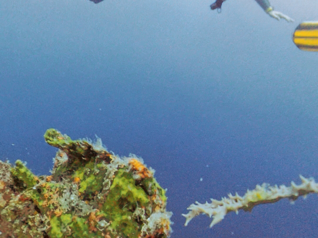 Scotty's Action Sports Network-Panglao必去景点