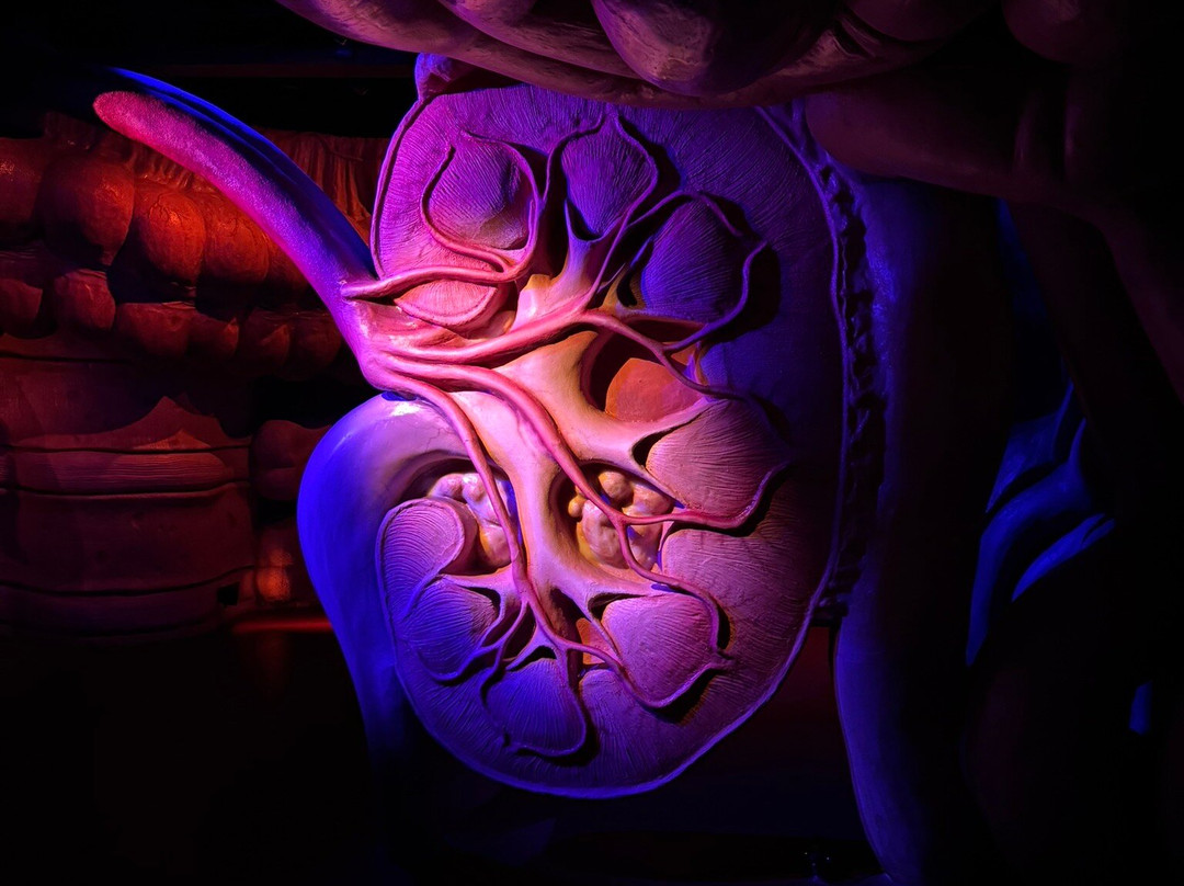 CORPUS 'journey through the human body'-乌赫斯特海斯特必去景点