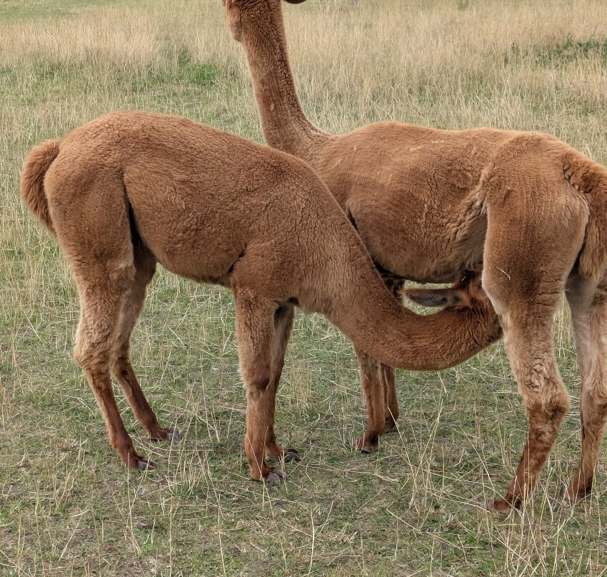 Tickhill Alpacas-Tickhill必去景点