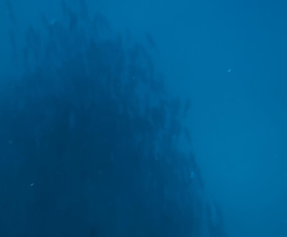 Cabo Pulmo Eco Adventures-Cabo Pulmo必去景点