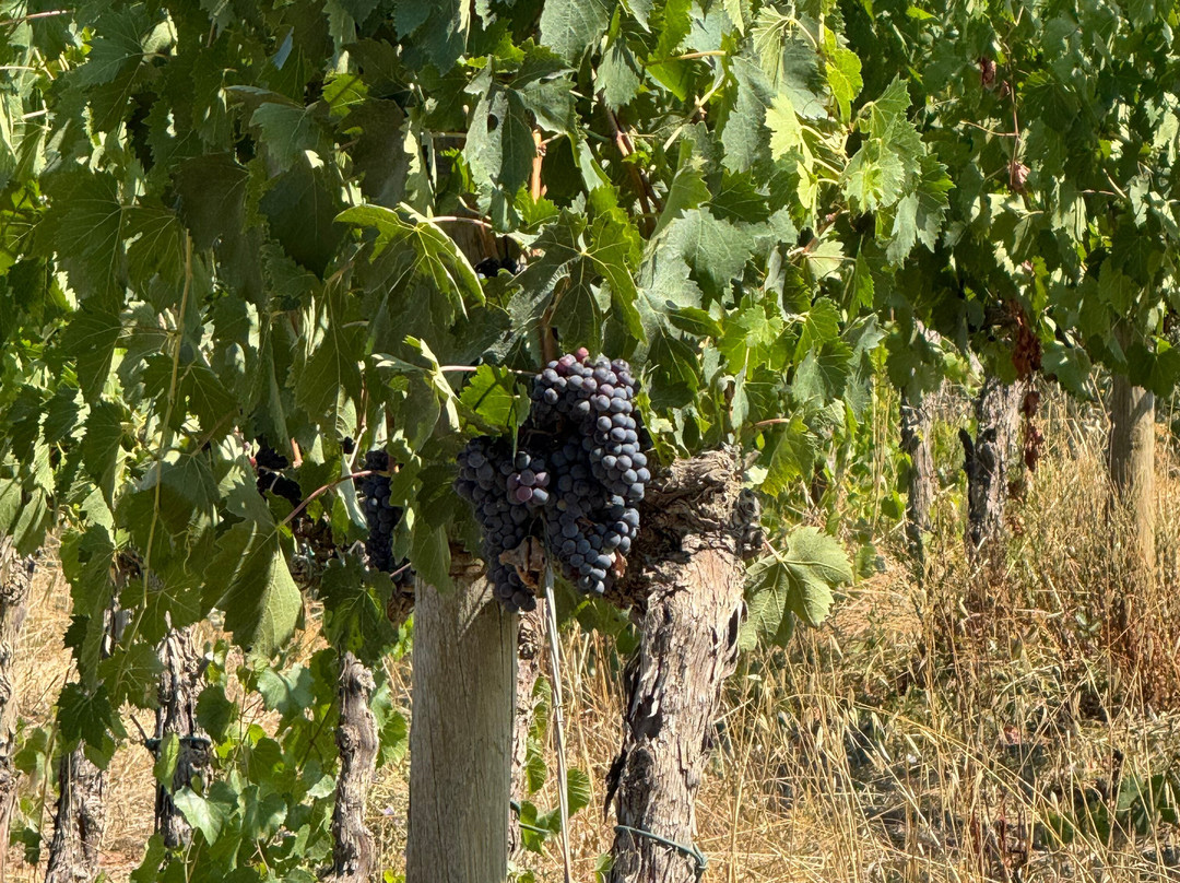 Il Girasole Terzuolo Agriturismo B&B主图