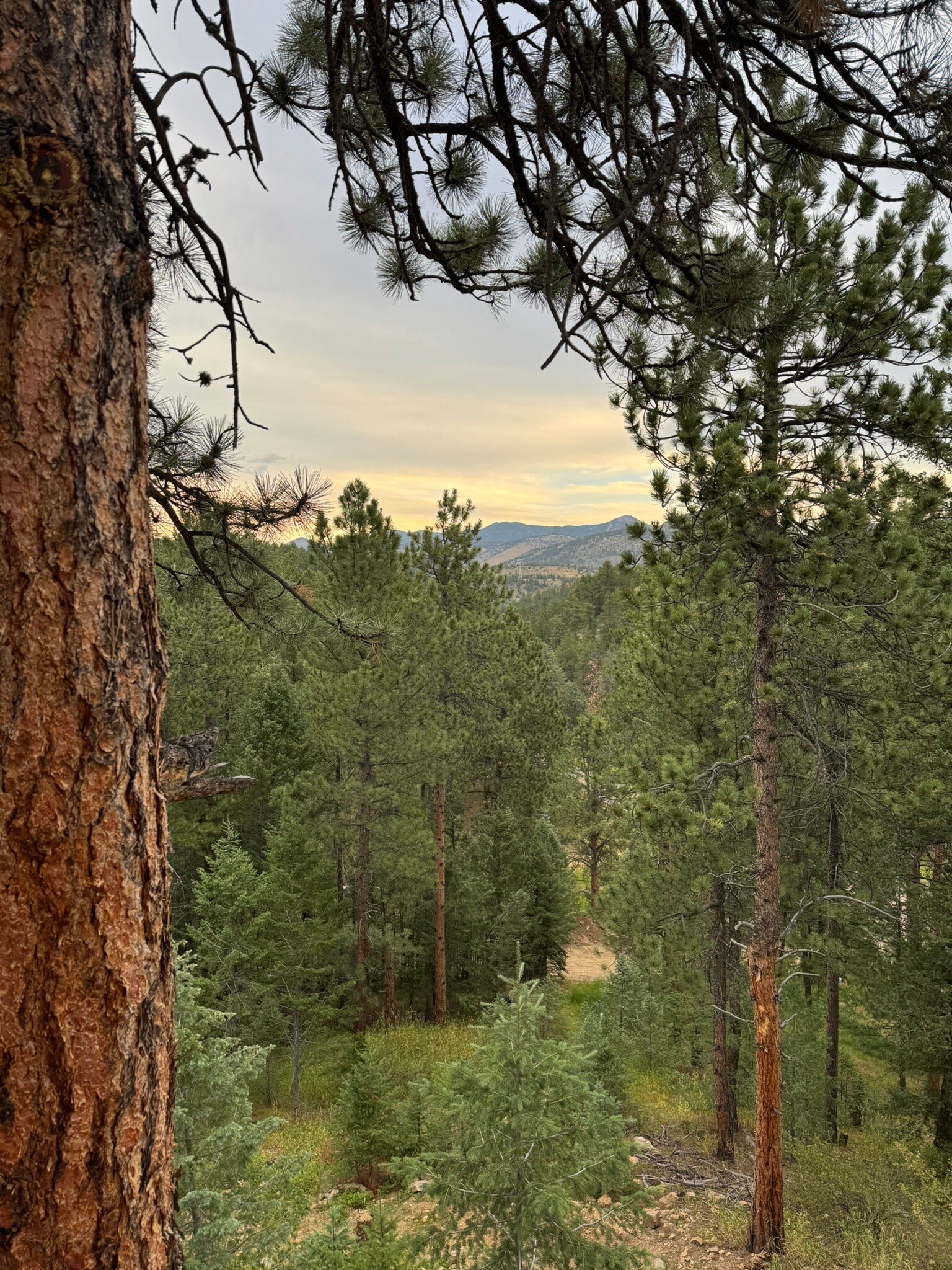 Juniper Lodge & Treehouses-官方