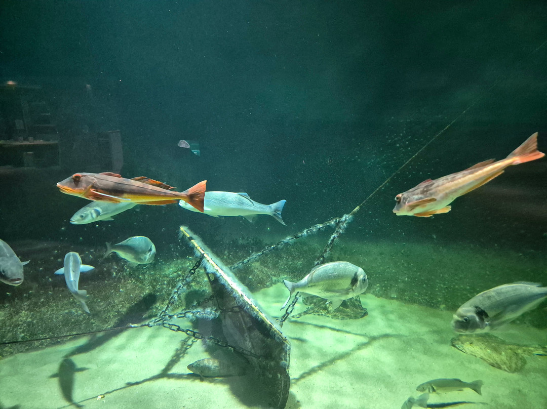 Nordsoen Oceanarium-赫茨哈斯必去景点