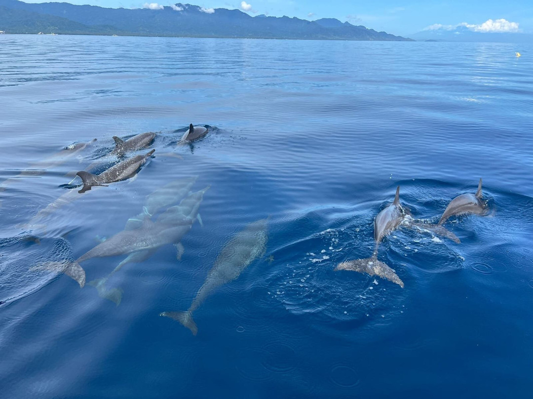 Lovina Dolphin Adventure-罗威那海滩必去景点