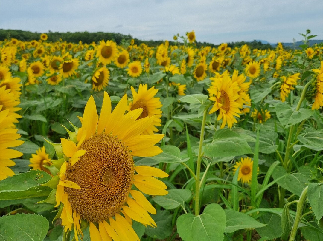 Hokuryu Sunflower Village-北龙町必去景点