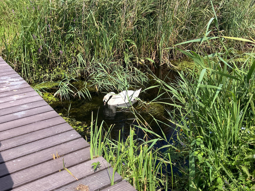Wheatfen Nature Reserve Surlingham-诺威奇必去景点