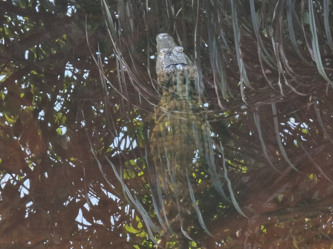 Amazon Rambo Jungle Tours-玛瑙斯必去景点