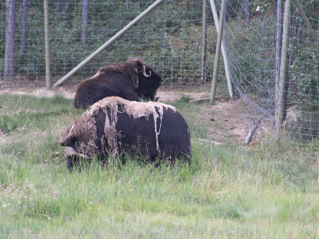 Yukon Wildlife Preserve-白马市必去景点