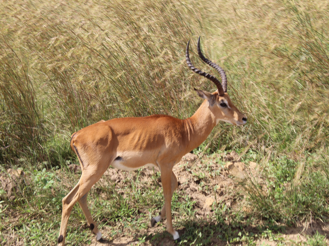 Kelvin Safaris-Mikumi必去景点