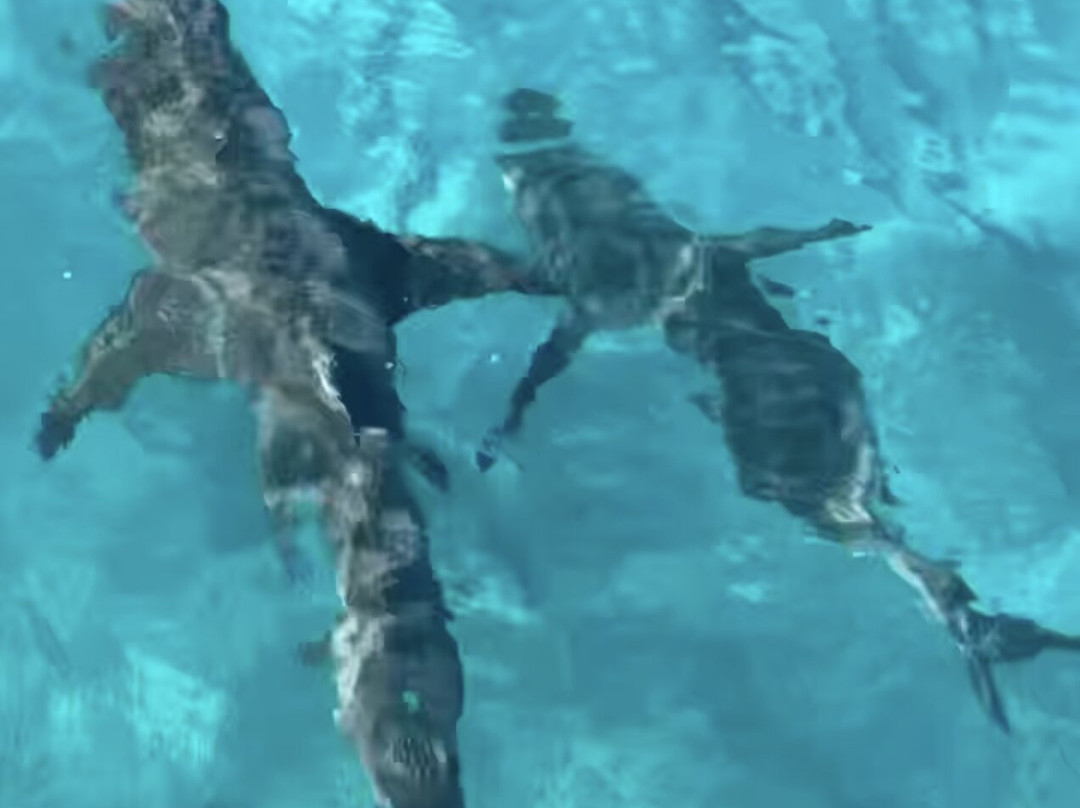 Neal Watson's Bimini Scuba Center-Alice Town必去景点