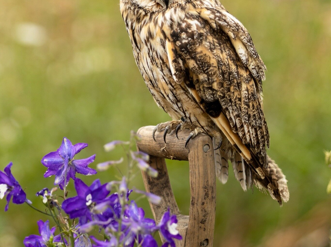 Swinton Park Birds of Prey-马沙姆必去景点