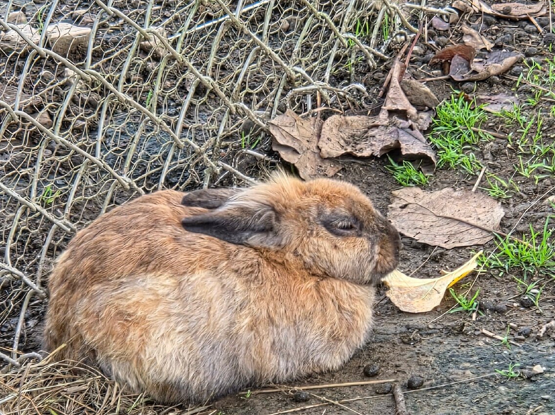 Wildpark Sonnenhalde-Neukirch必去景点