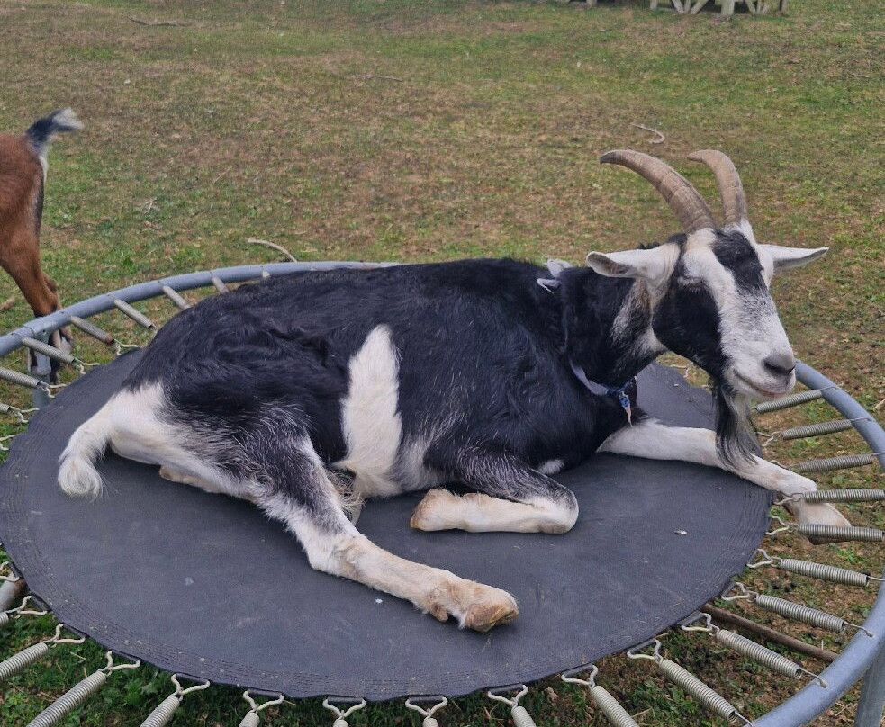 Ark Wildlife Park & Exotic Animal Sanctuary-Stickney必去景点