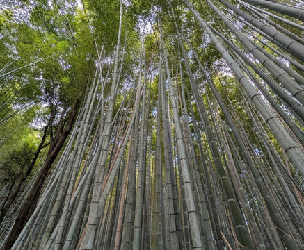 Kyoto Bike Tour - The Bamboo Forest & Arashiyama-京都市必去景点