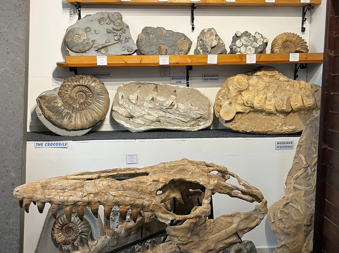 Dinosaurland Fossil Museum-莱姆里杰斯必去景点