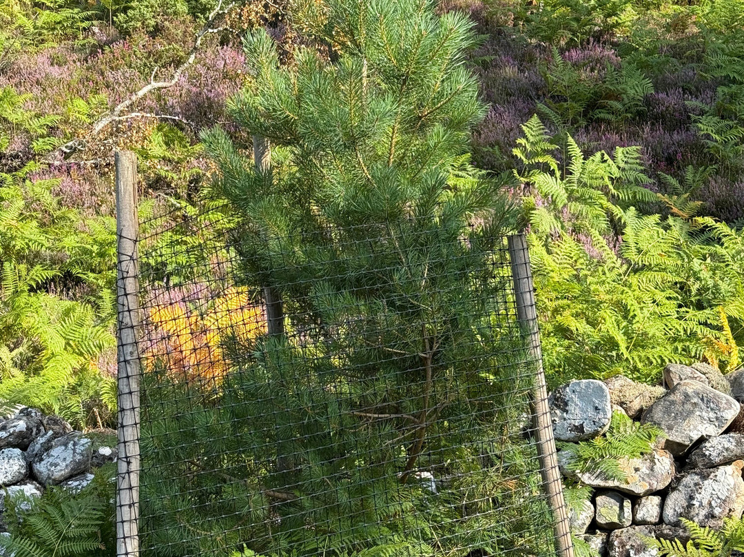 Dundreggan Rewilding Centre-因弗内斯必去景点