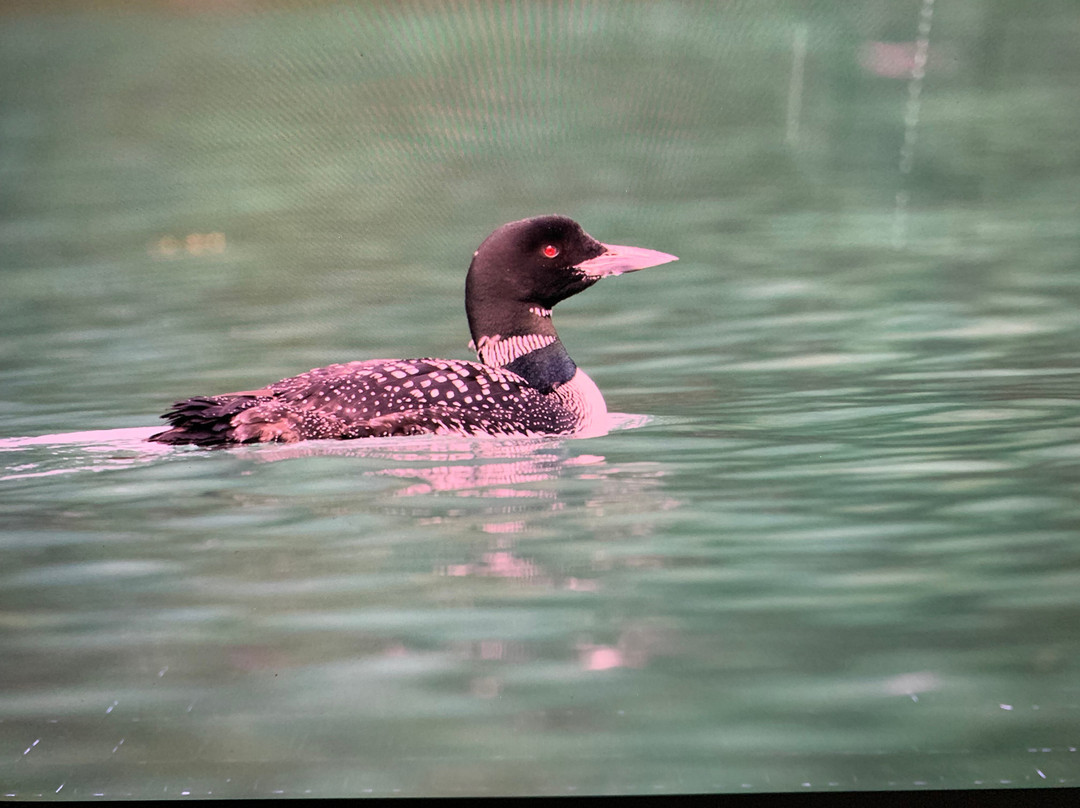 Vancouver Island Photo Tours-Port McNeill必去景点