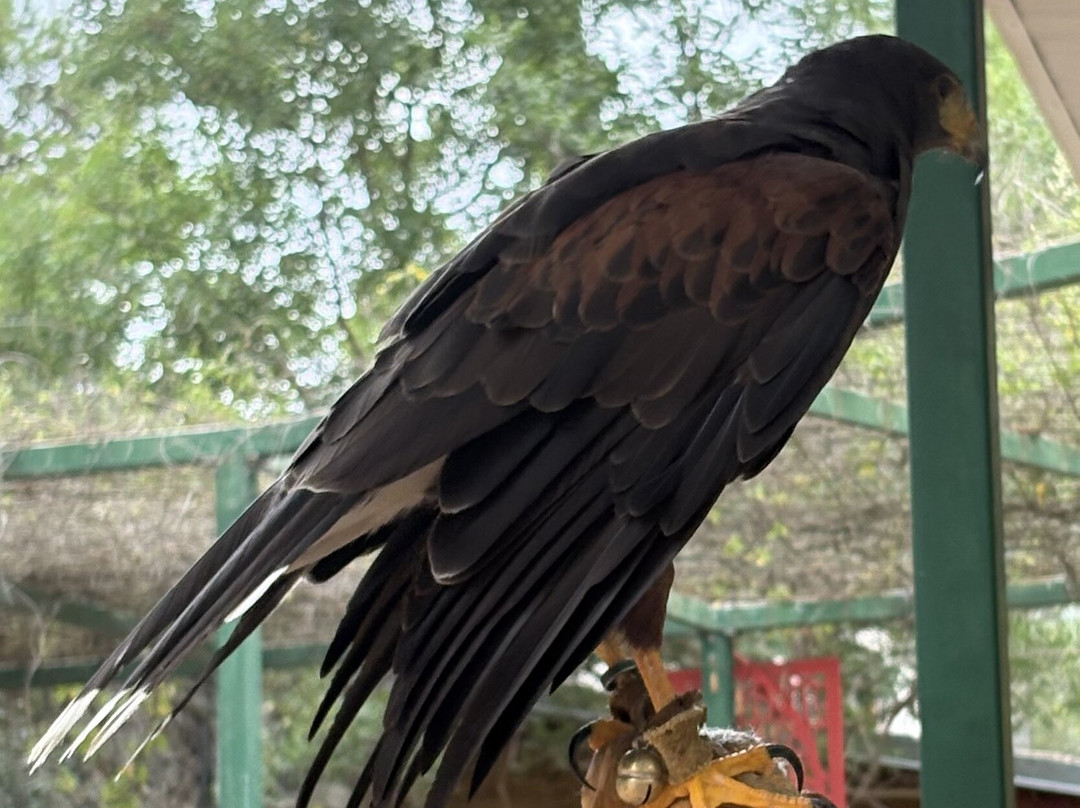 Sokolarski Raptor Centre-希贝尼克必去景点