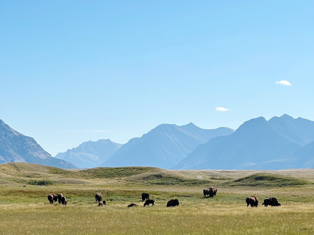 Bison Paddock Loop Road-沃特顿湖国家公园必去景点