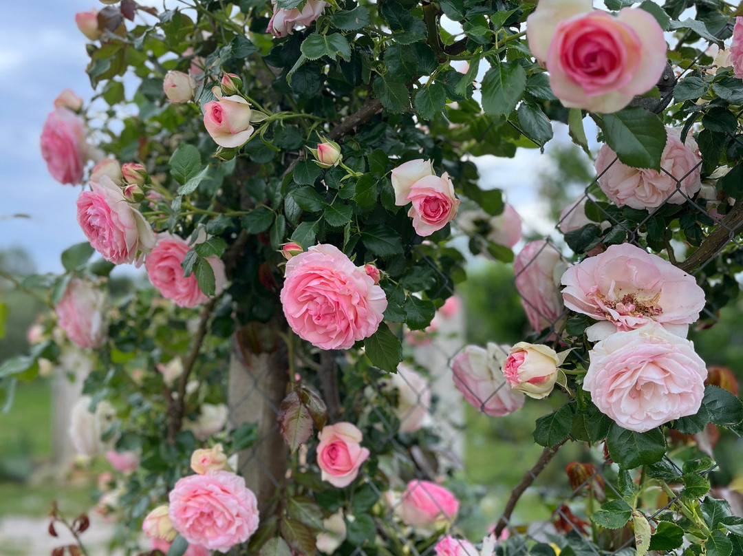 Fiore Tours-波雷奇必去景点