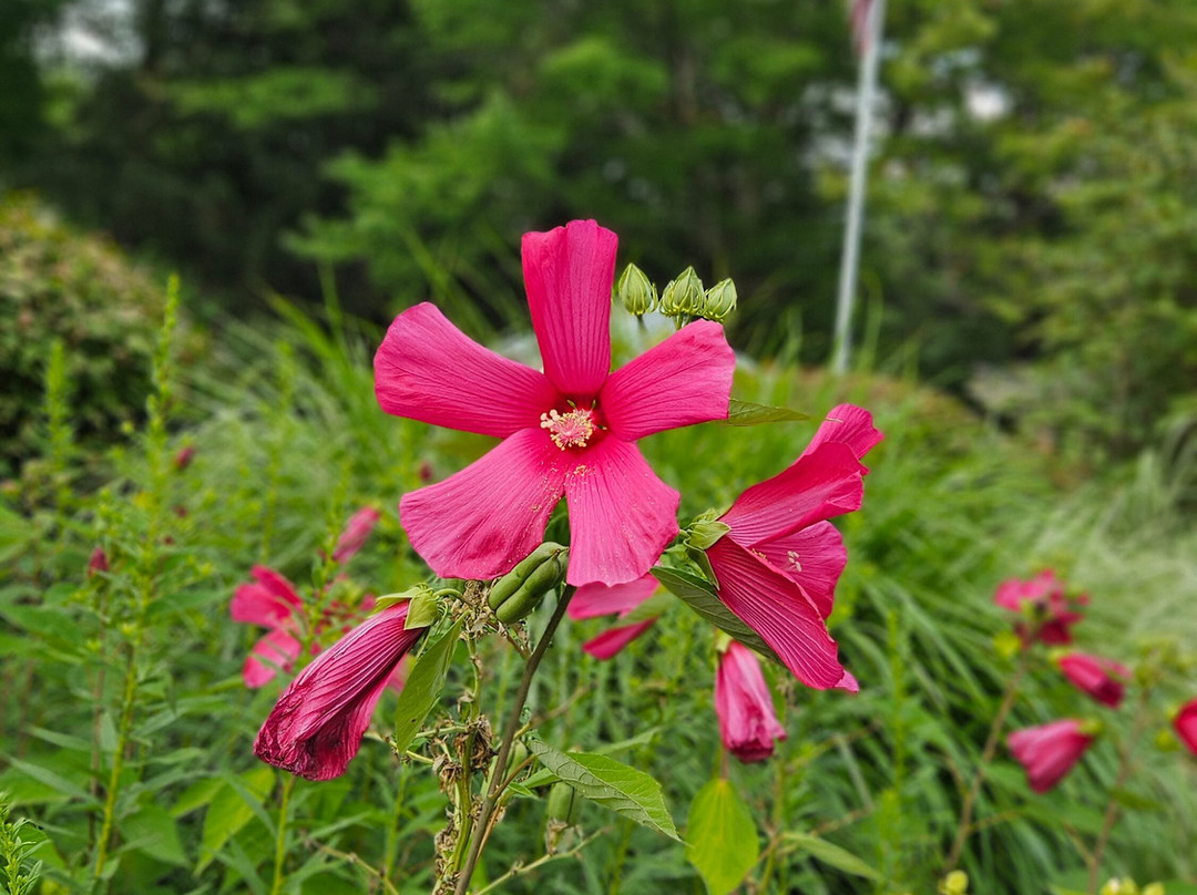 The Saugatuck Retro Resort Motel主图