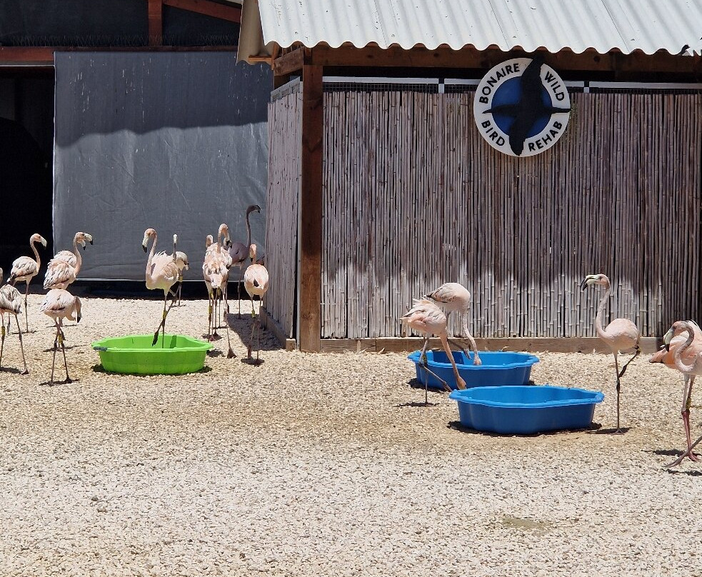 Mangrove Center-Kralendijk必去景点