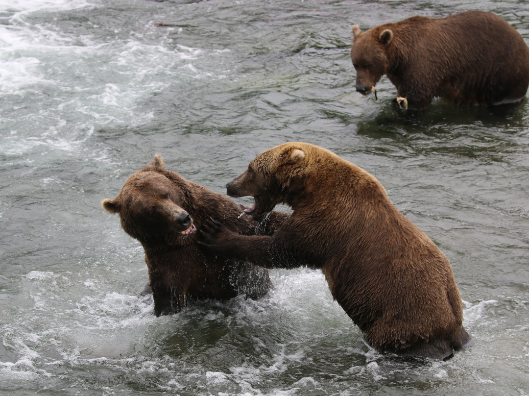 Brooks Falls-卡特迈国家公园及自然保护区必去景点