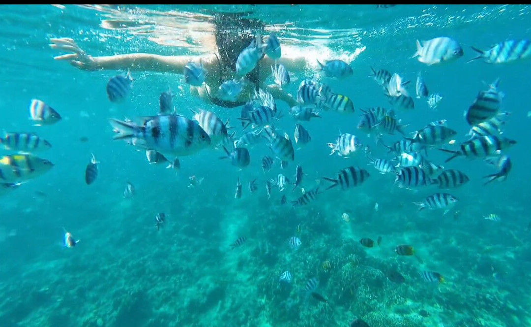 Lovina Dolphin Holiday-Tukadmungga必去景点