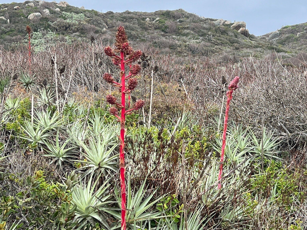 Playa Los Molles-La Ligua必去景点