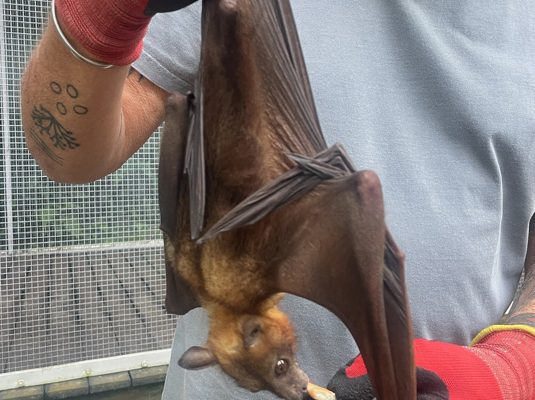 BatReach-库兰达必去景点